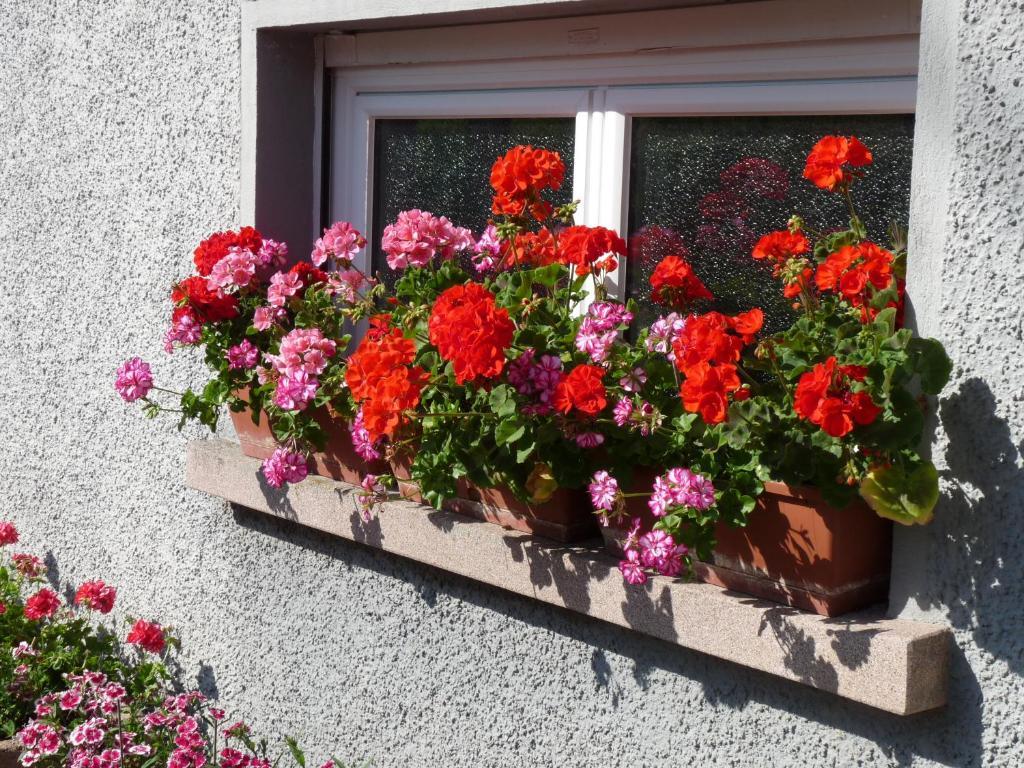 Locations Dupertuis Alsace Leilighet Le Hohwald Rom bilde
